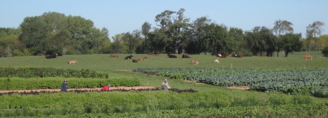 Biodynamic Food