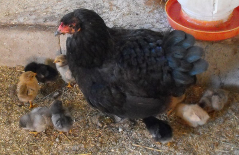 Mother Hen and Chicks