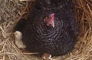 Mother Hen and Chicks