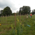 Weed & Trellis