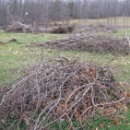 Brush Piles