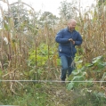 Corn Harvest