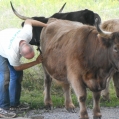 Brush a Cow