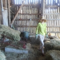 Stacking Hay