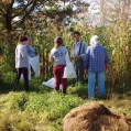 Harvesting Corn