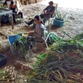 Garlic Harvest