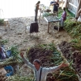 Garlic Harvest